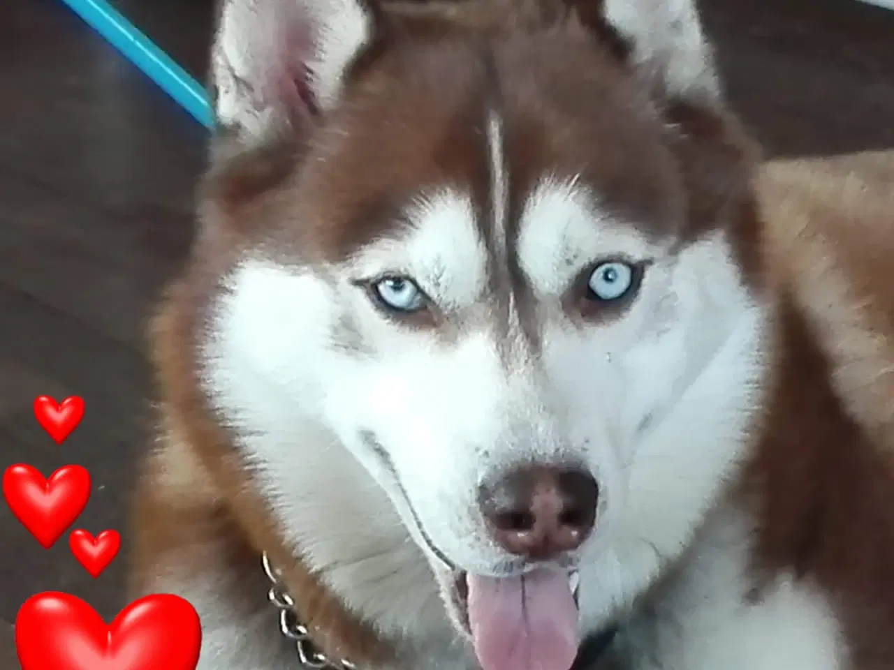 Billede 9 - 8 stk rene Siberian Husky  hvalpe