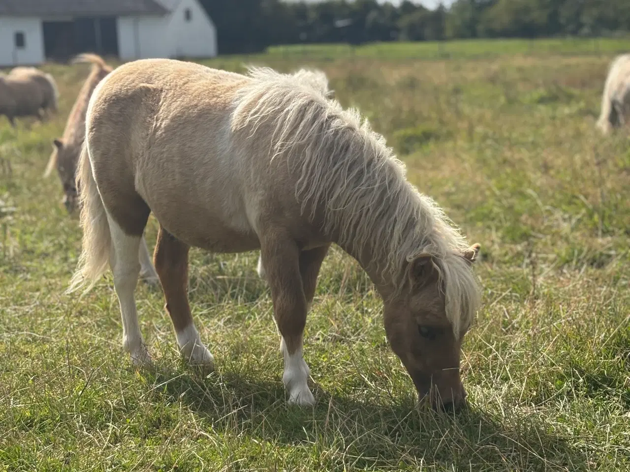 Billede 3 - Palominobroget hingsteføl 