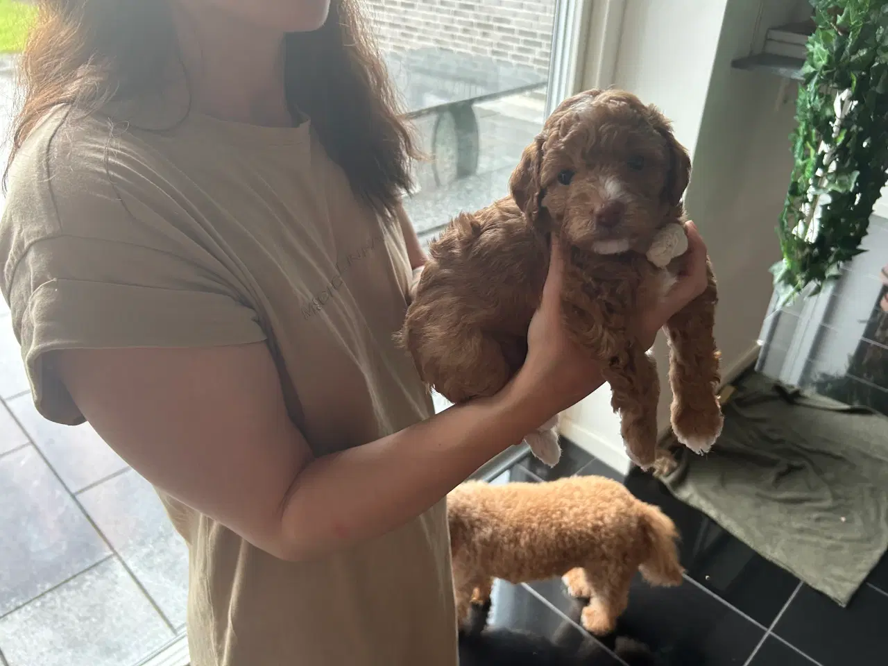 Billede 4 - Vores 2 dværgpuddel har fået 3 hundehvalpe 