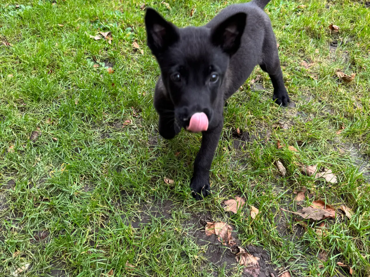 Billede 2 - Black Belgisk Malinois Hvalp/ Tvæe