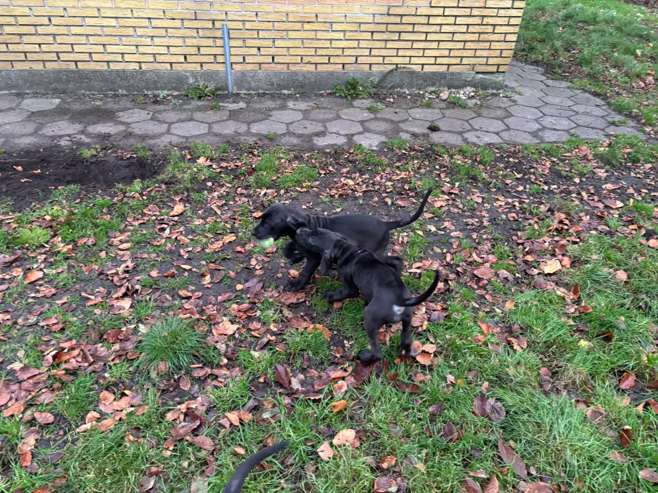 Billede 10 - Grand Danois hvalpe