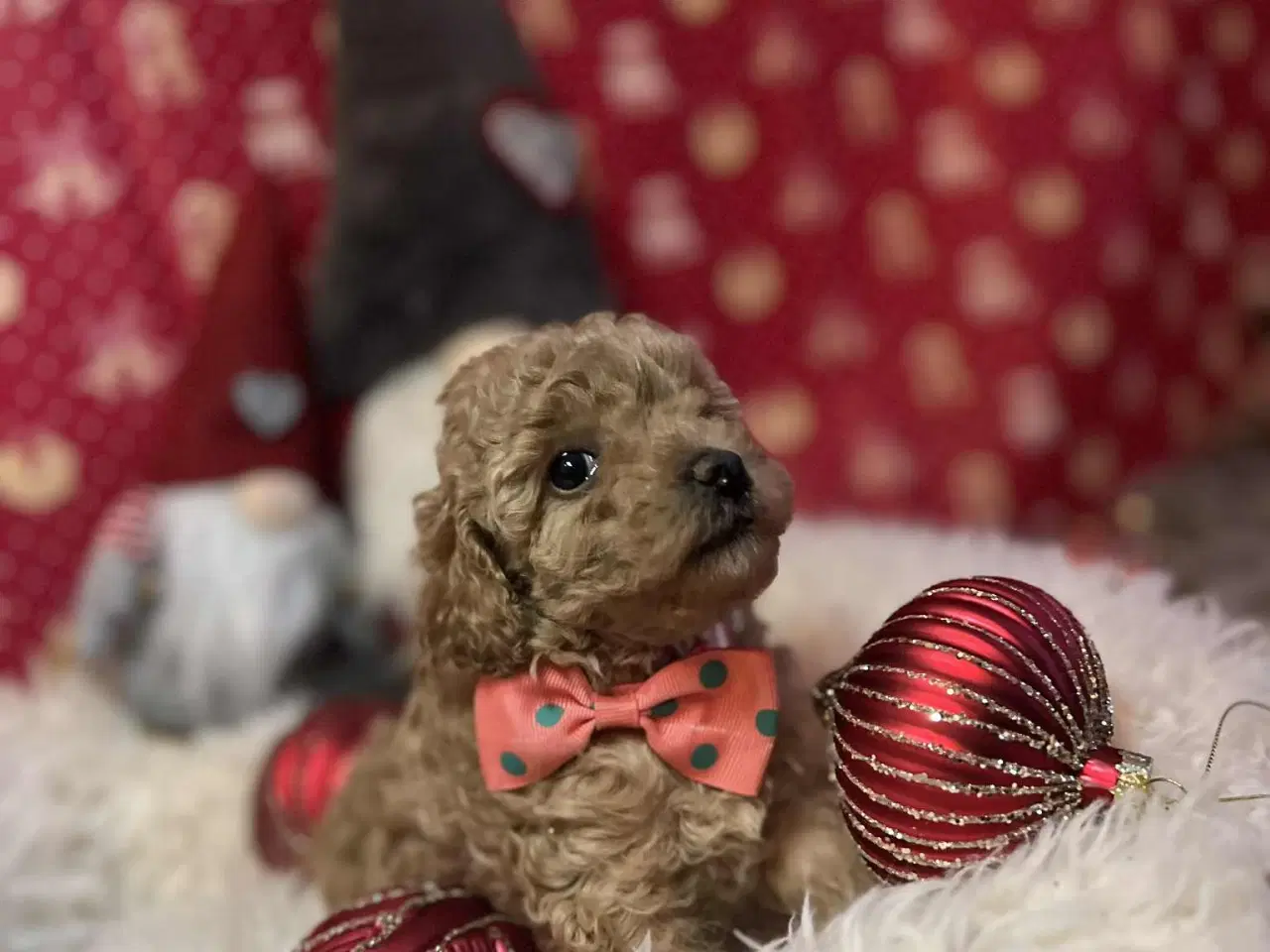 Billede 2 - Toy puddel tæve 