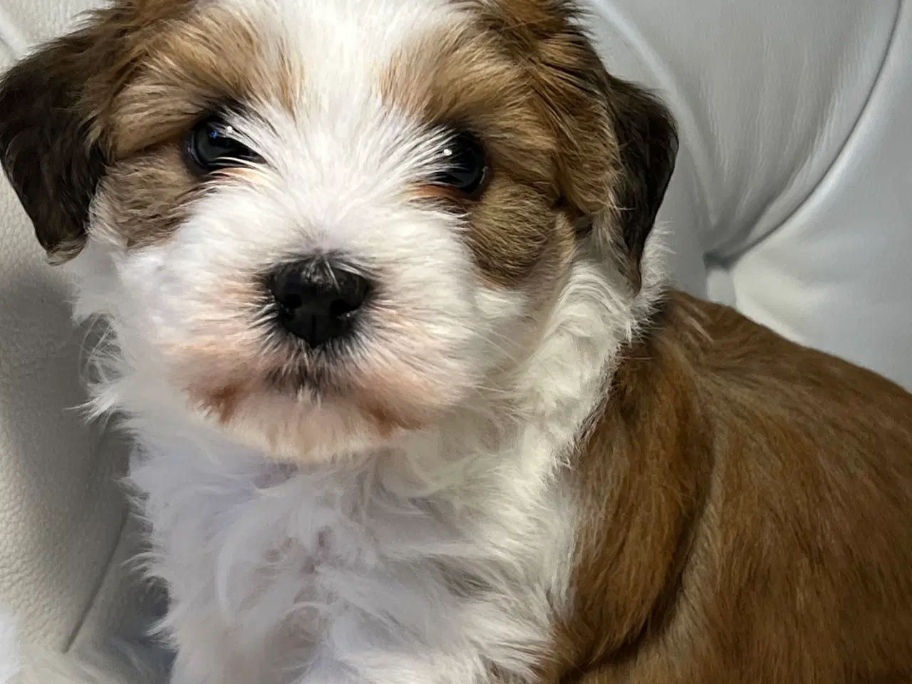 Billede 1 - 💙Skal Ditlev være din 💙