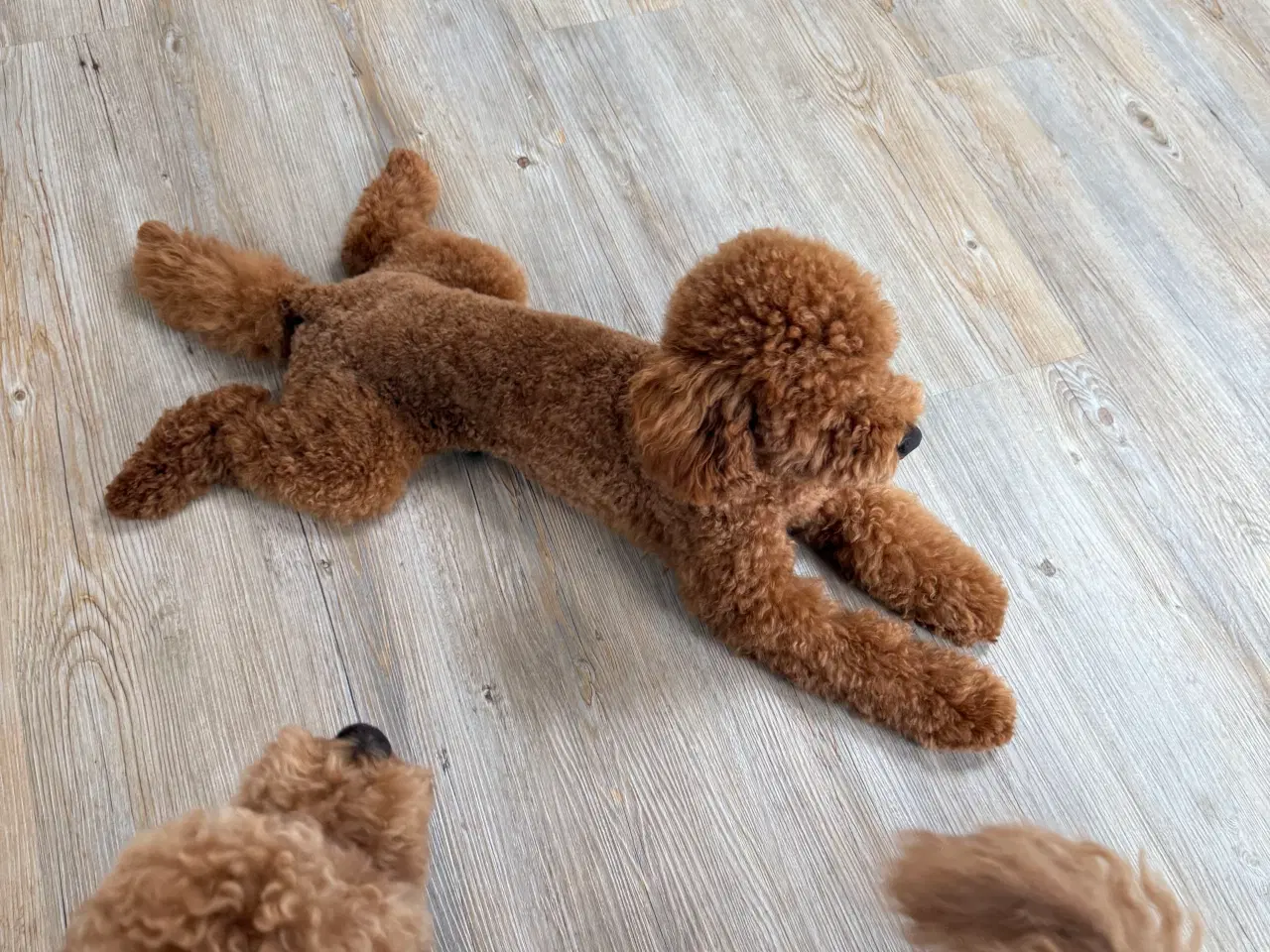 Billede 12 - Toy puddle hvalpe