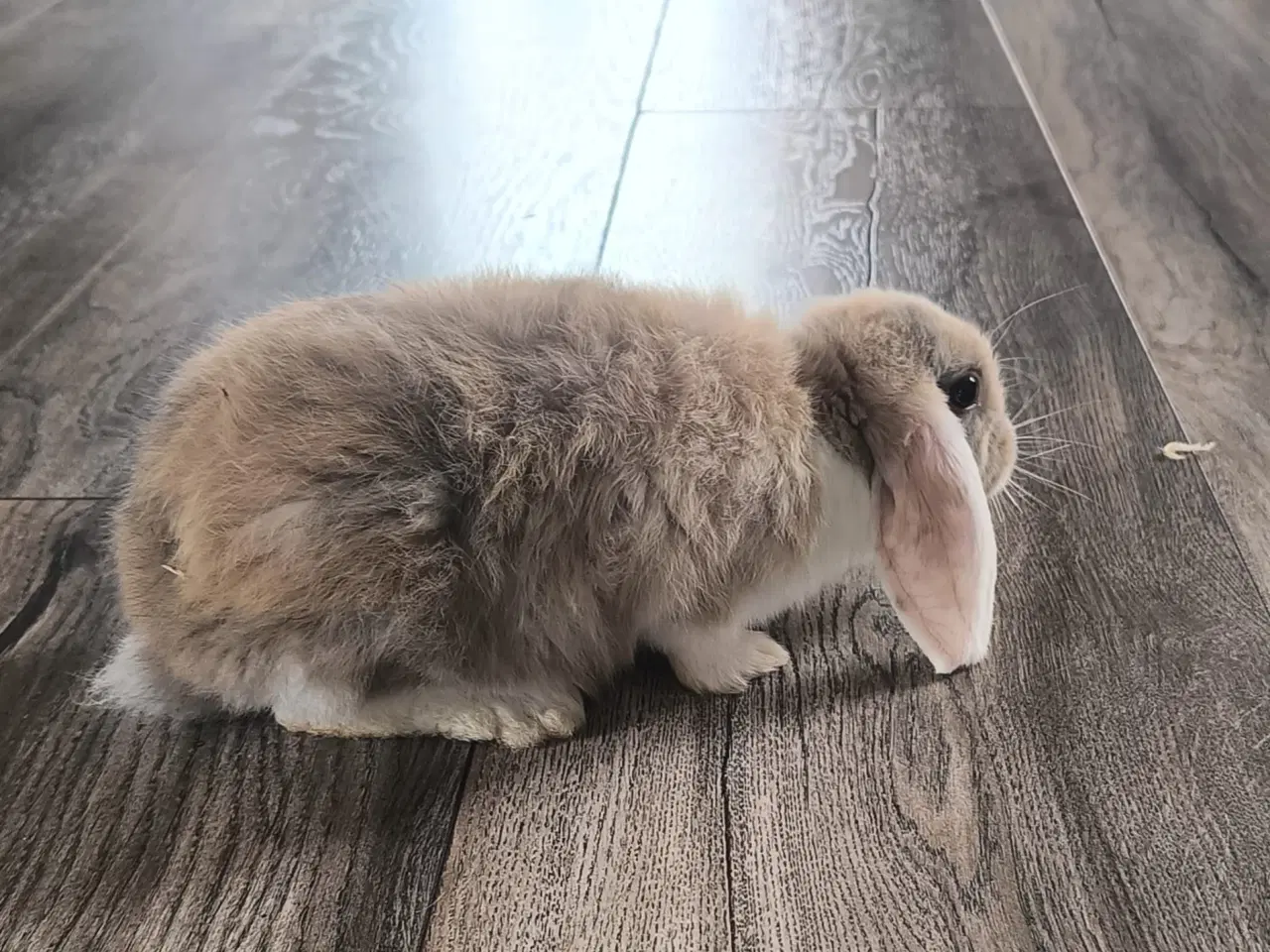 Billede 6 - Sød og kærlig mini lop kaninunge 🐰