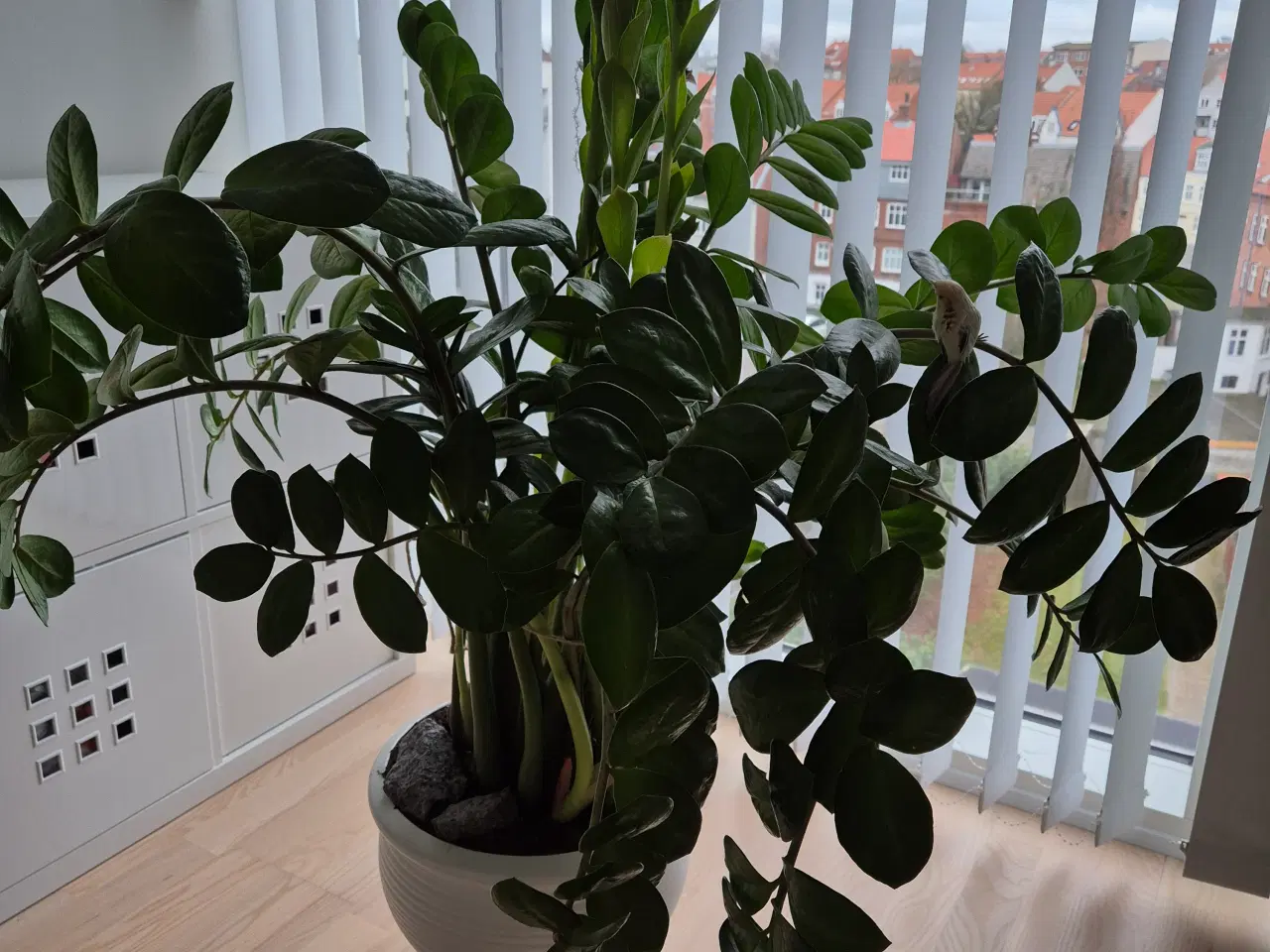 Billede 1 - Grøn plante, Lykkebregne, Zamioculcas, sund, frisk