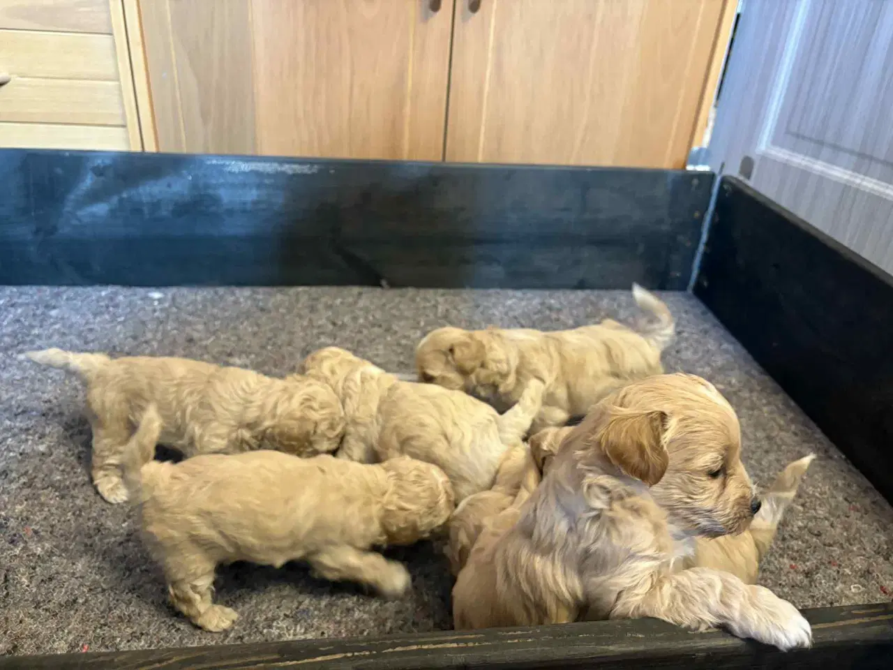 Billede 3 - Maltipoo