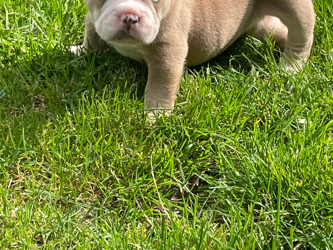 Billede 3 - New english bulldog