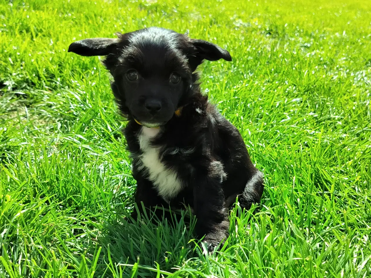 Billede 7 - Chinese crested/powder puff drenge med DKK stambog