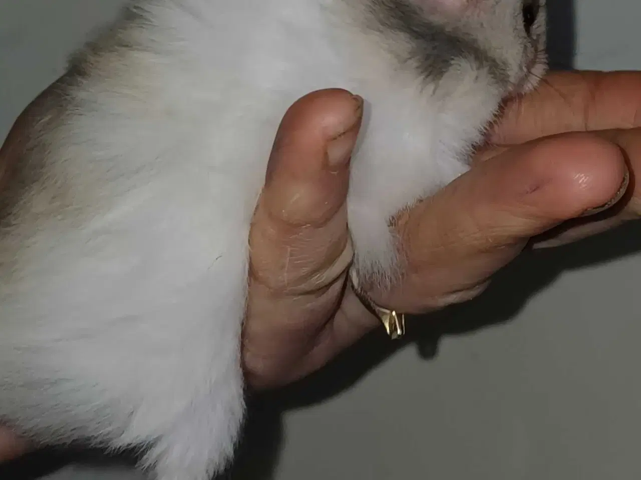 Billede 7 - Guldhamster unger