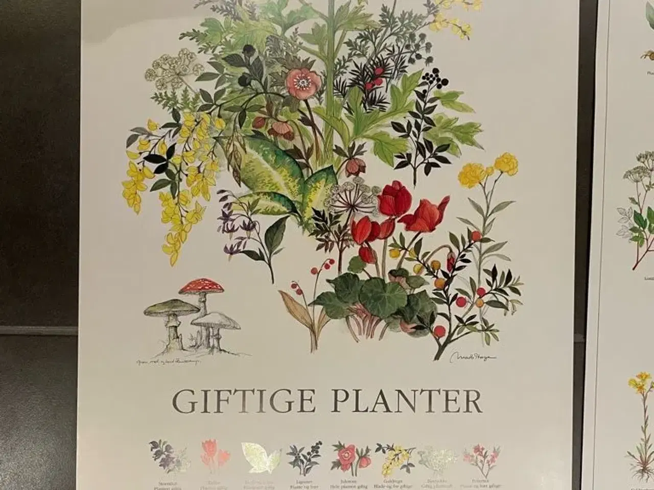 Billede 1 - Plante Plakat