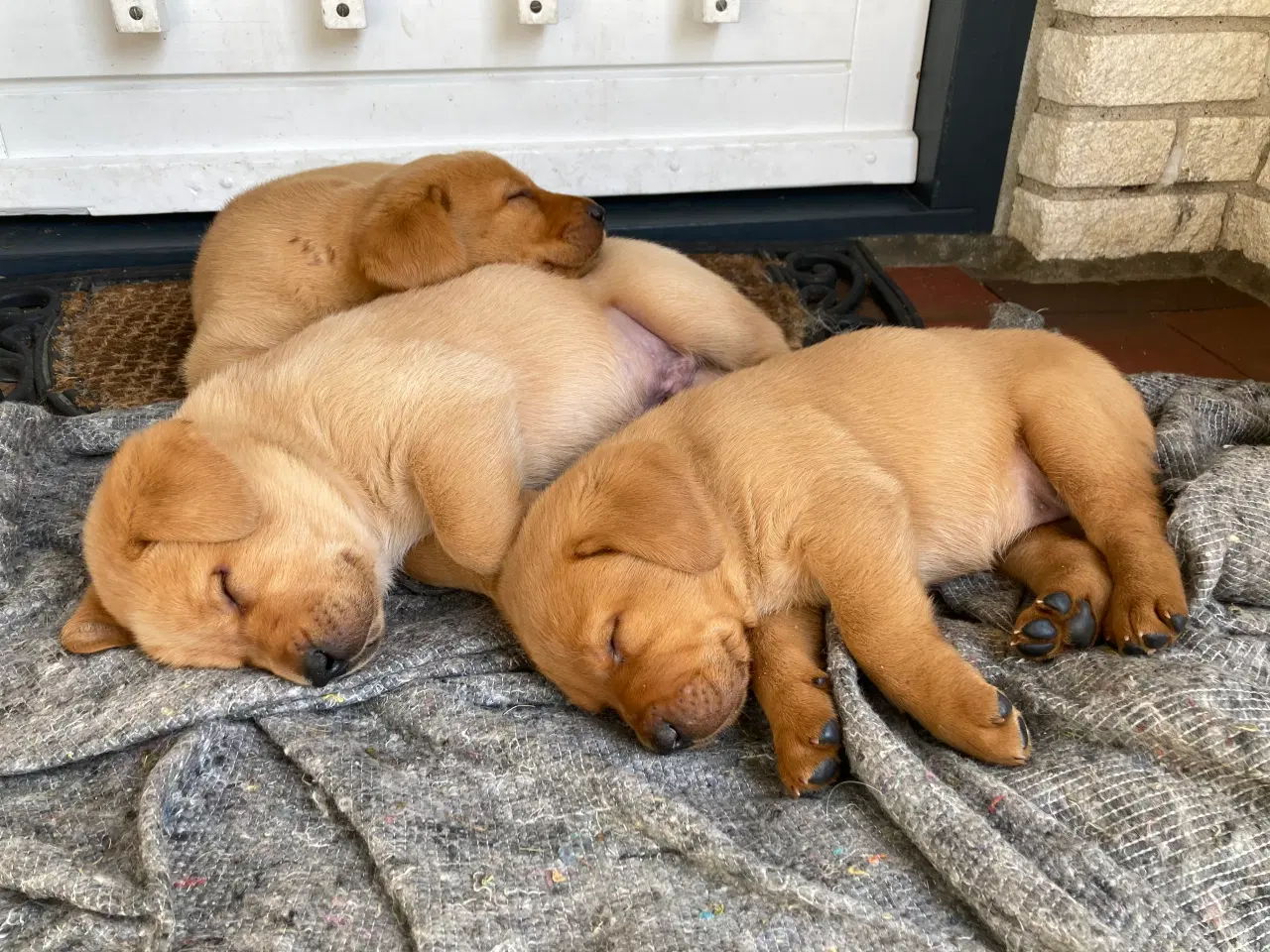 Billede 3 - Red Fox Labradorhvalpe