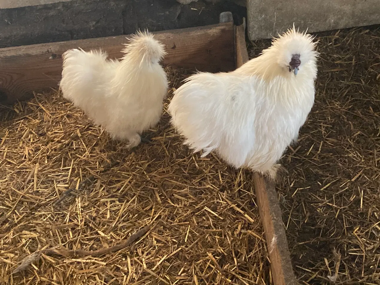 Billede 19 - Rene silke Høns