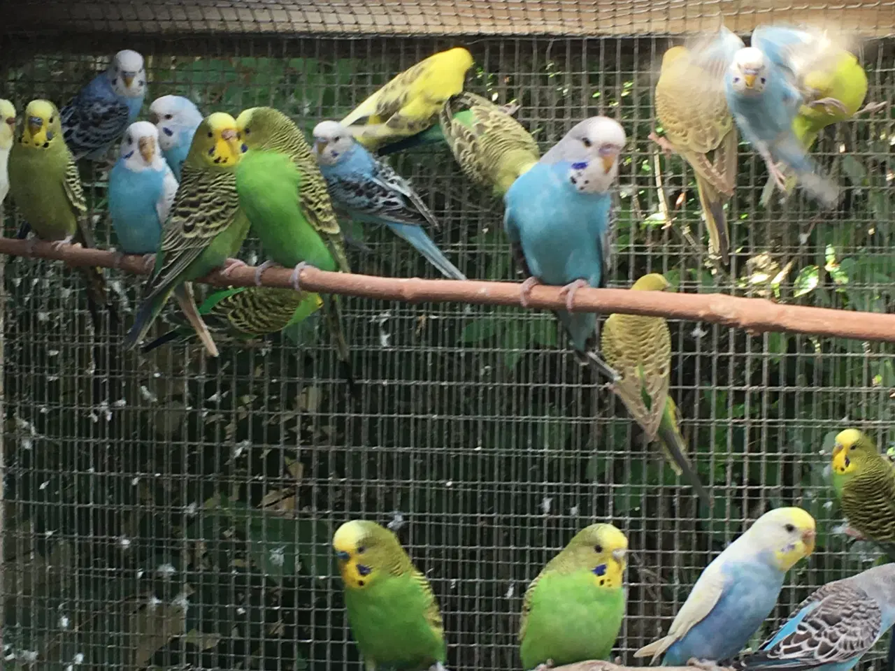 Billede 2 - Billige undulater sælges