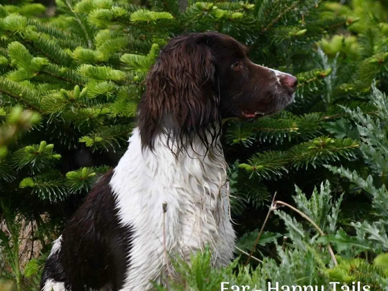 Billede 7 - Ft springer spaniels hvalpe med stamtavle 