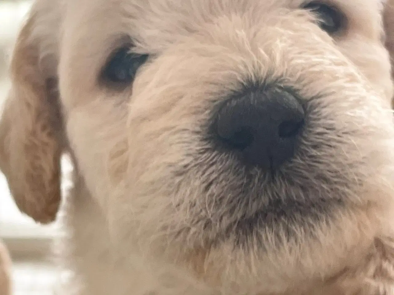 Billede 8 - Mini-labradoodle sælges