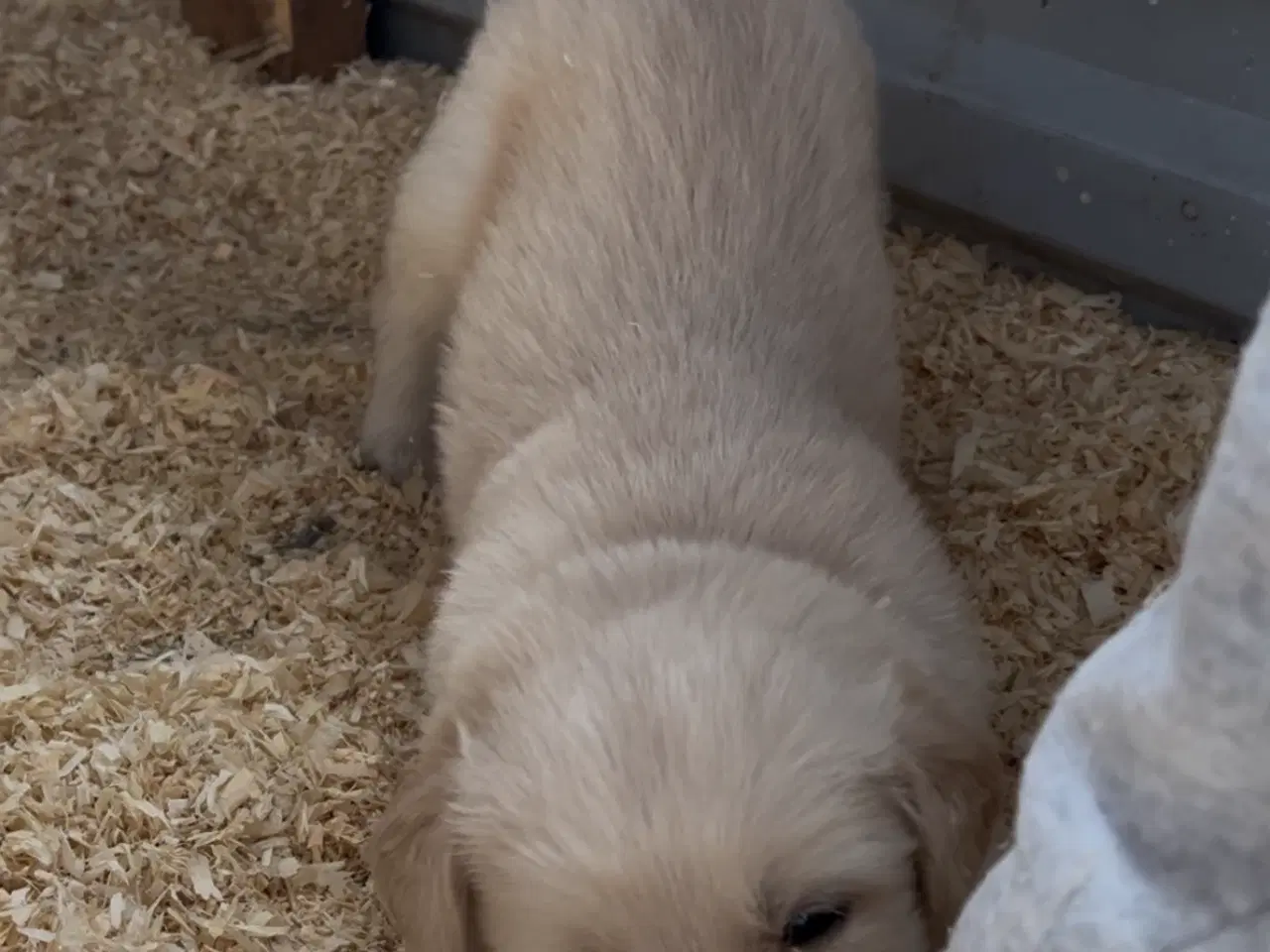 Billede 5 - Golden Retriever hvalpe