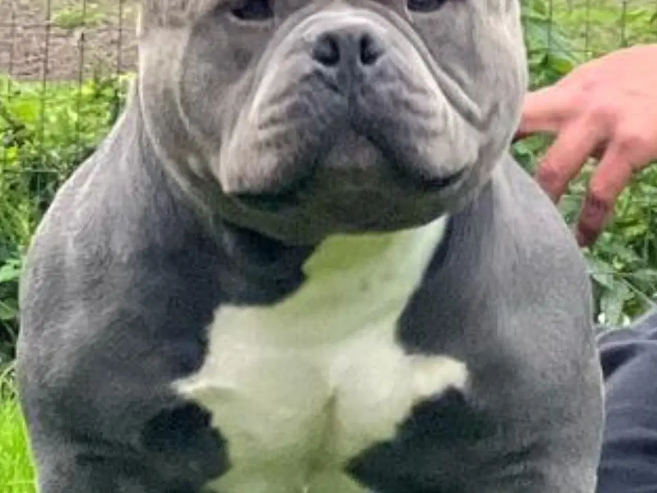 Billede 12 - American Bully Pocket Dreng Blå 