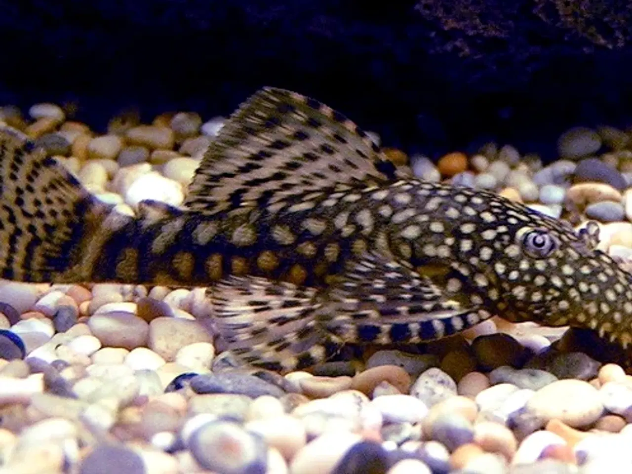 Billede 3 - Ancistrus Bristlenose Pleco