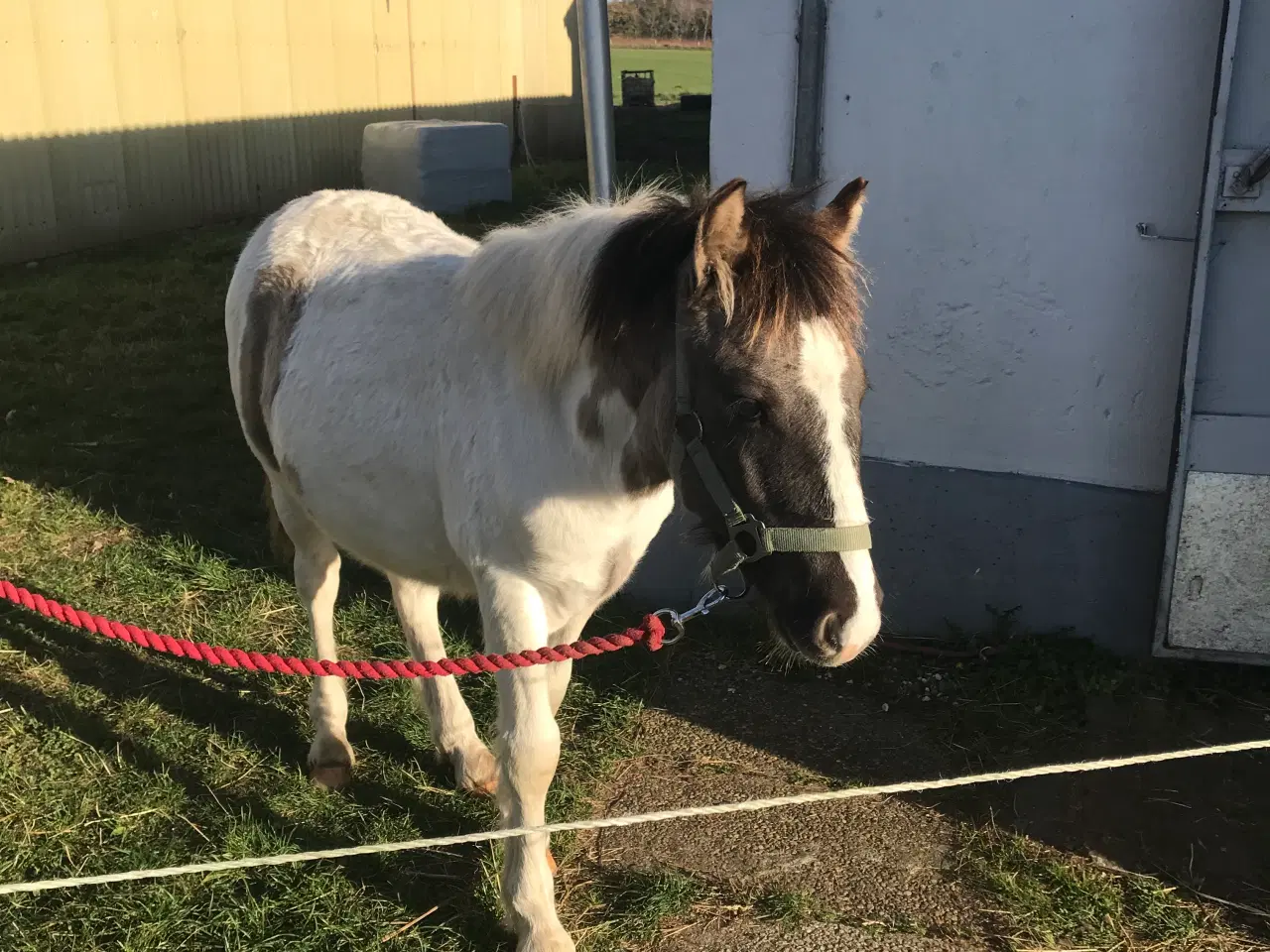 Billede 3 - Skøn pony hingst