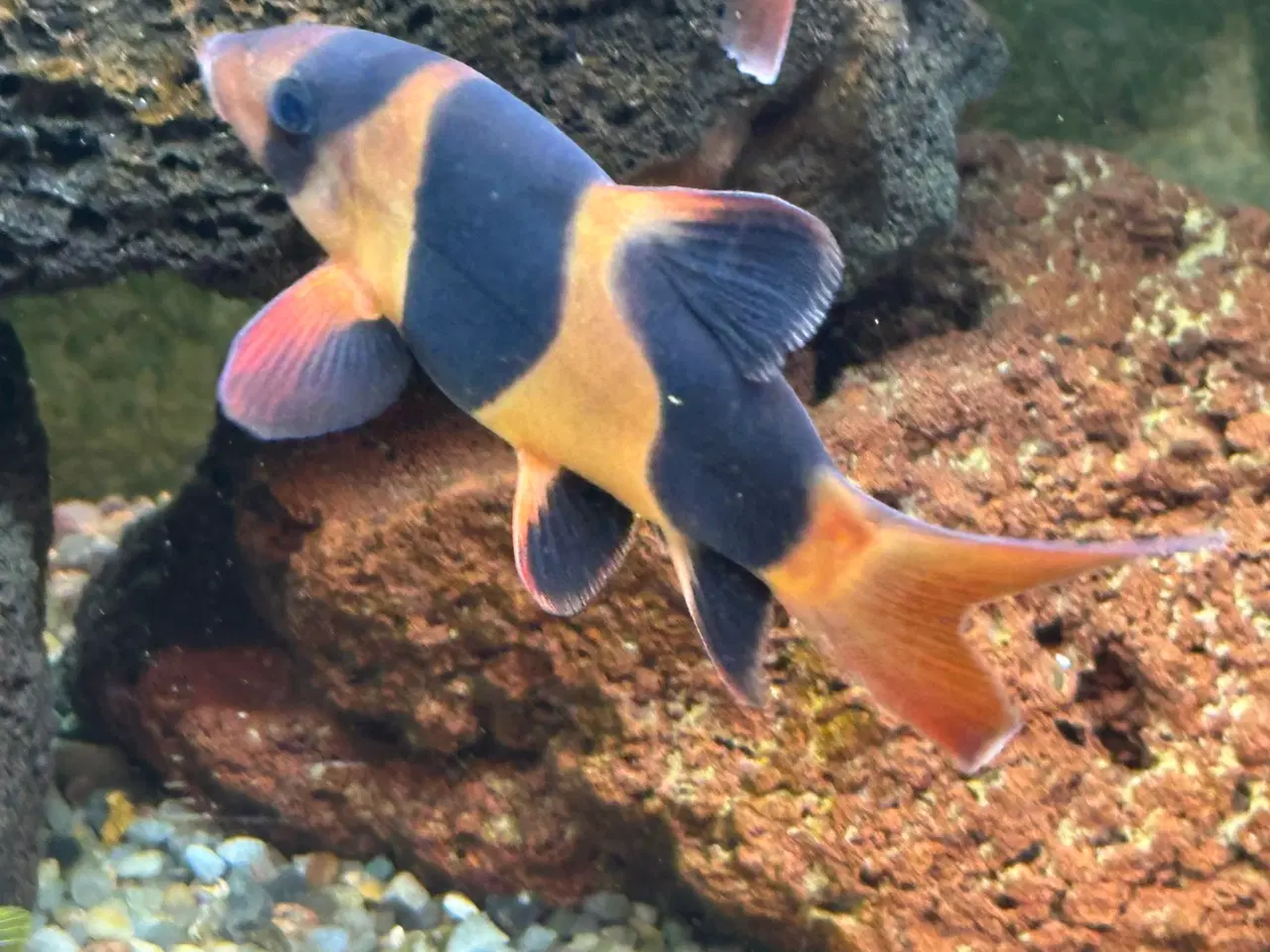 Billede 5 - Malawi Cichlider, pragtsmerlinger mm søger nyt van