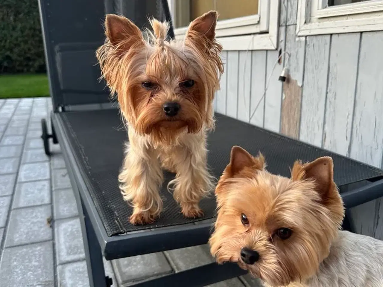 Billede 10 - Skønne Yorkshire Terrier hvalpe til salg!