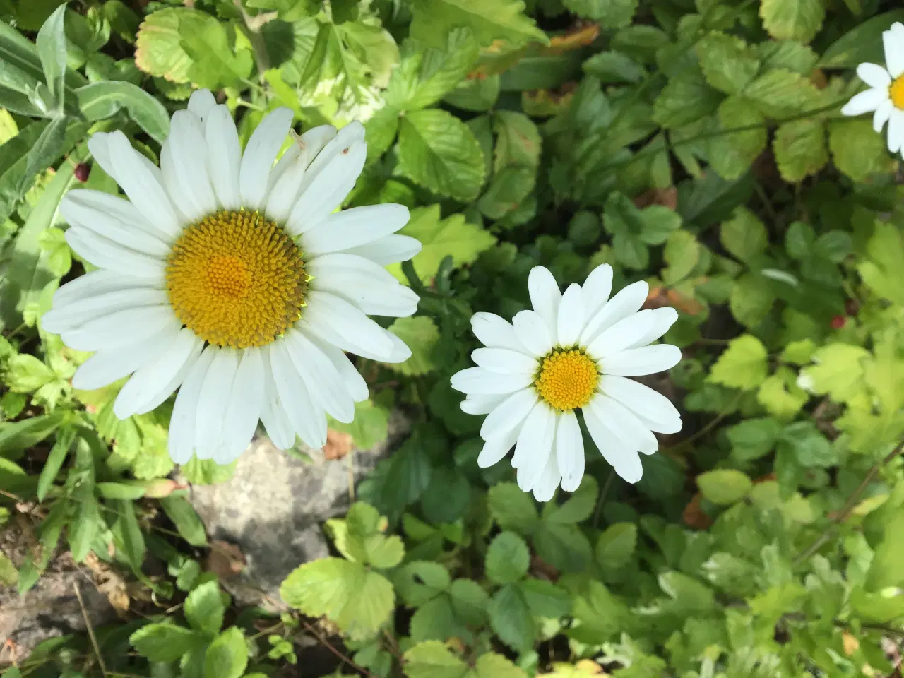 Billede 6 - Stauder, mange forskellige