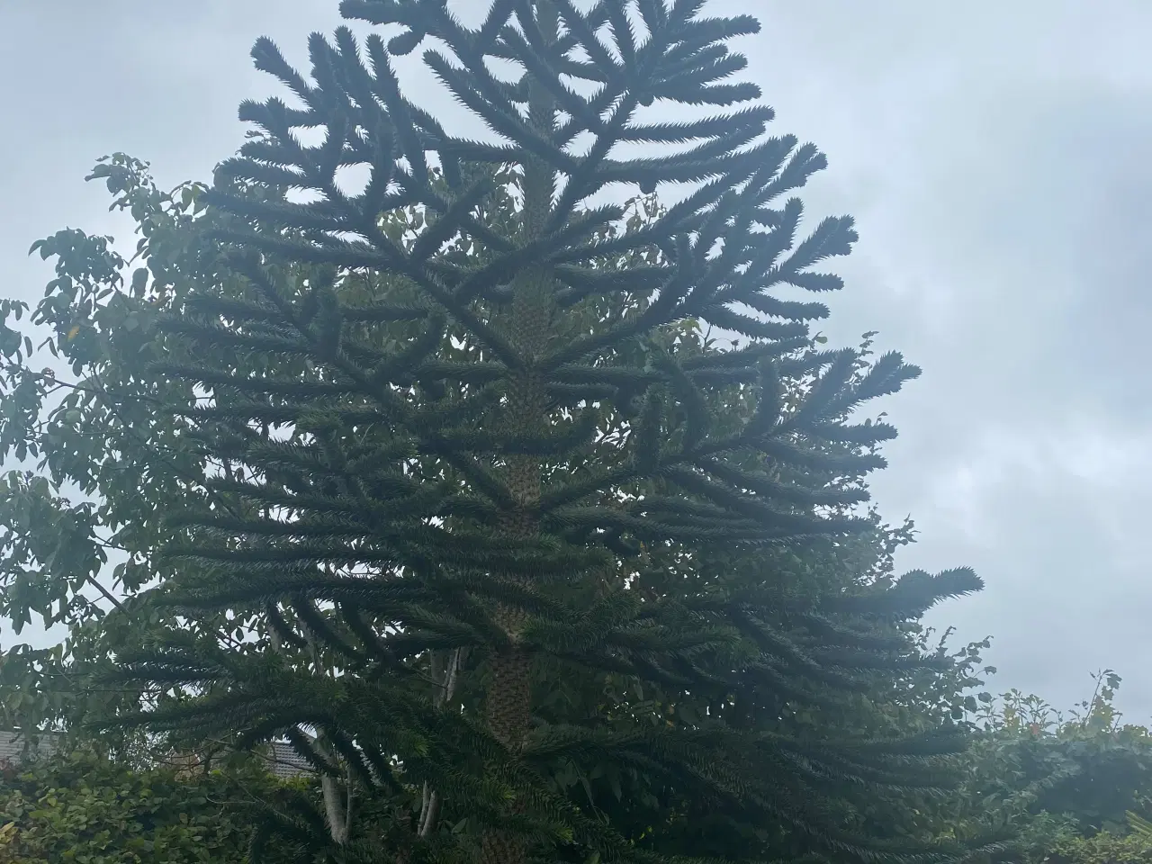 Billede 2 - Abetræ 6-7 meter højt.