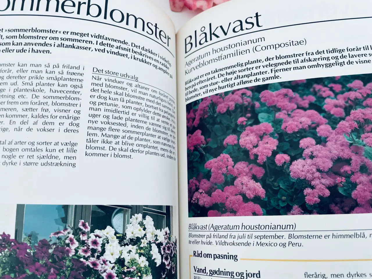 Billede 10 - Alt om stueplanter 