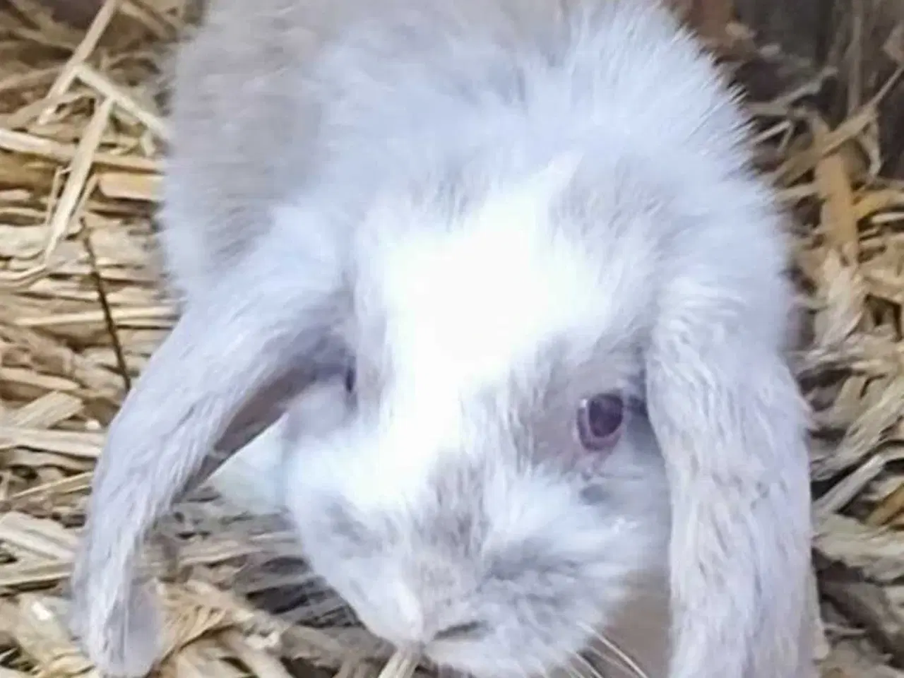 Billede 1 - Lutino Dværgvædder hun