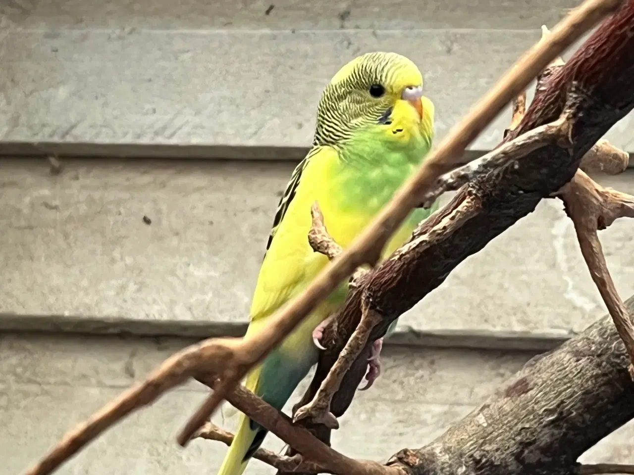 Billede 1 - Australske unger