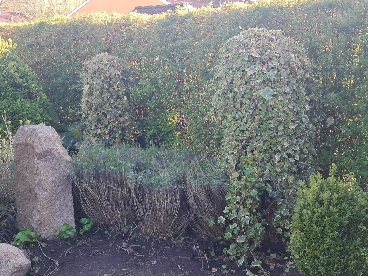 Billede 5 - Flotte haveplanter og havesten bortgives 
