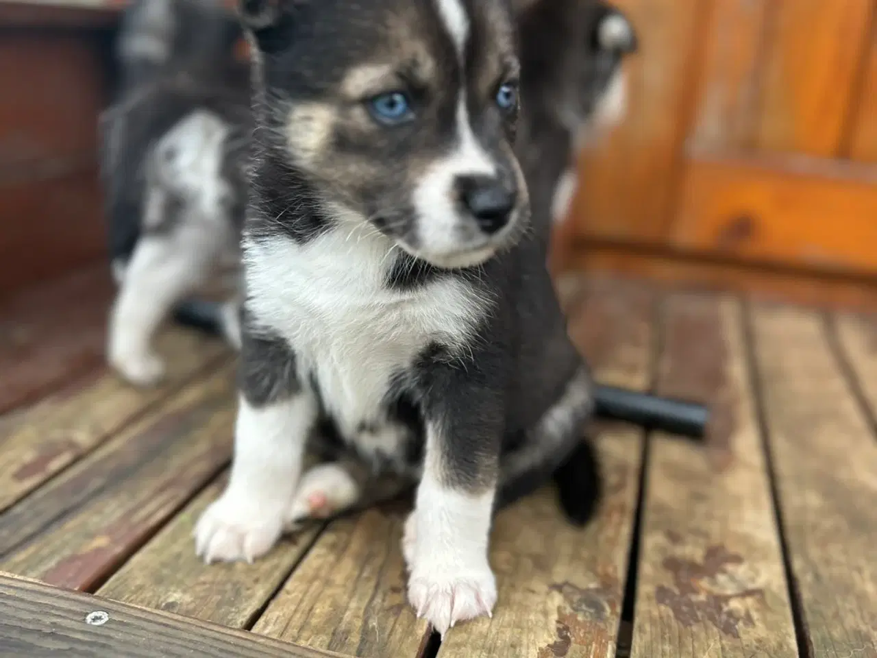 Billede 12 - Rottsky hvalpe søger nye, kærlige hjem