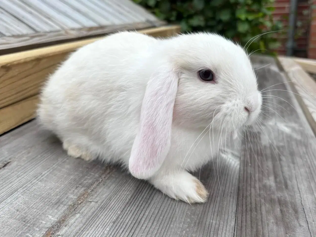 Billede 1 - Mini-lop kanin