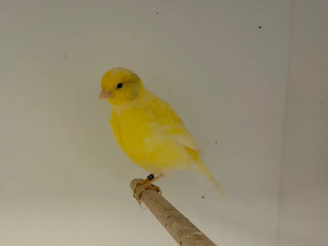 Billede 1 - Fife Fancy