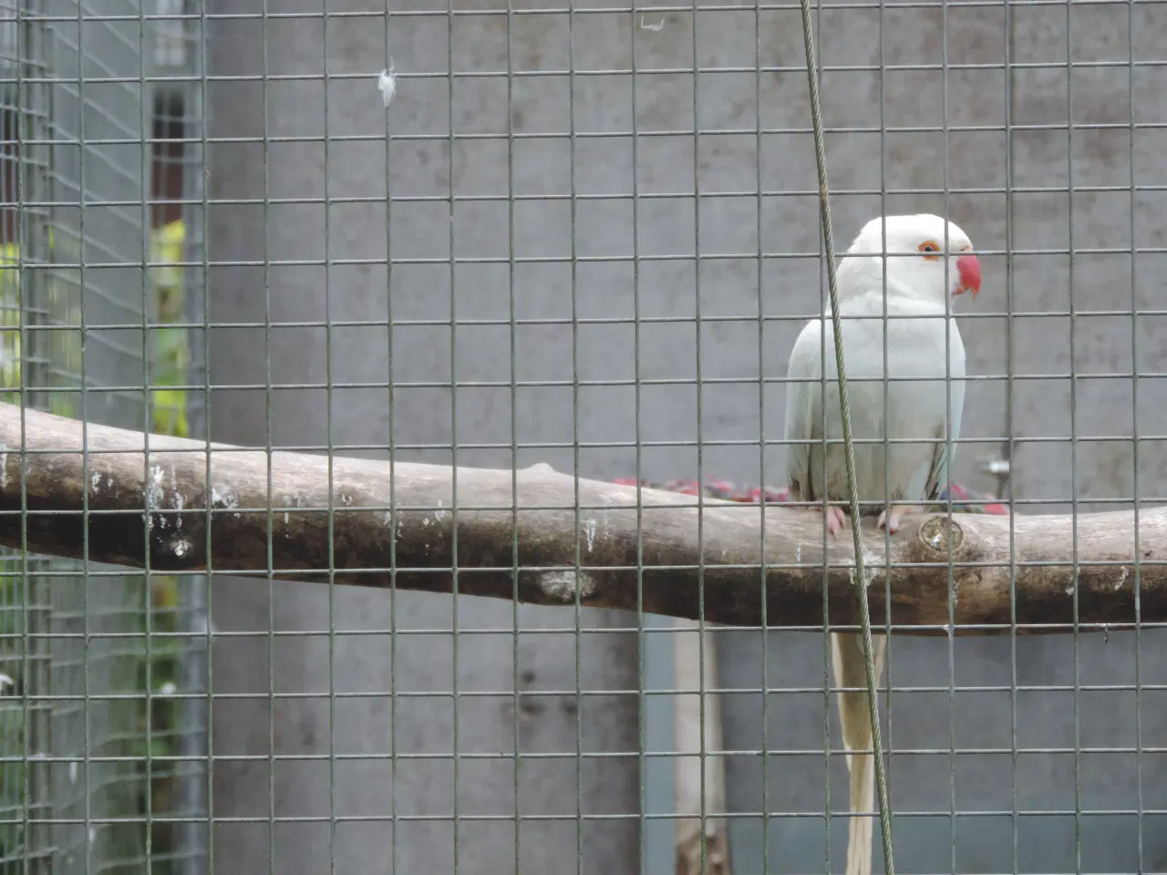 Billede 5 - Ophør med fugle - billig