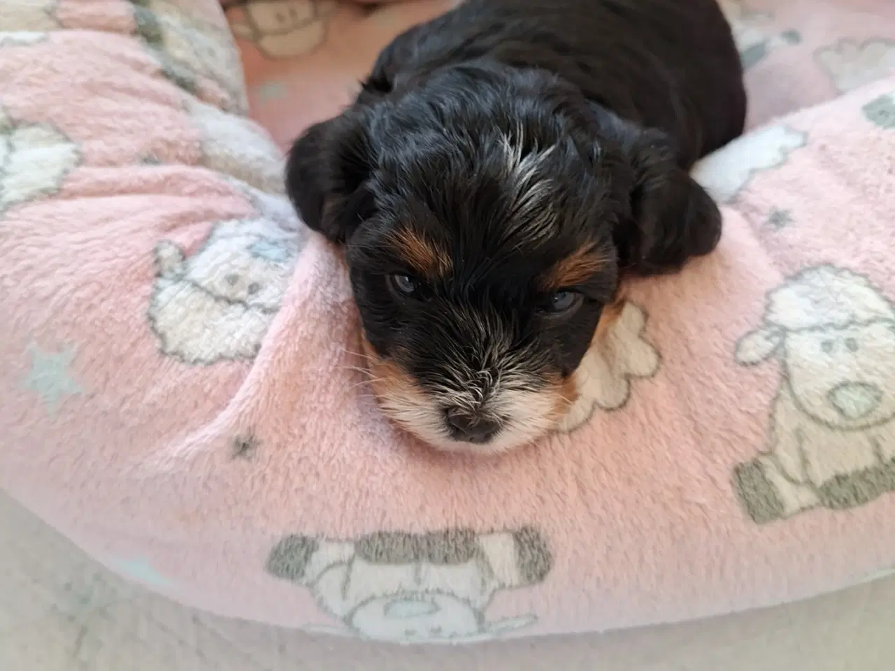 Billede 6 - Havapoo hvalpe til salg