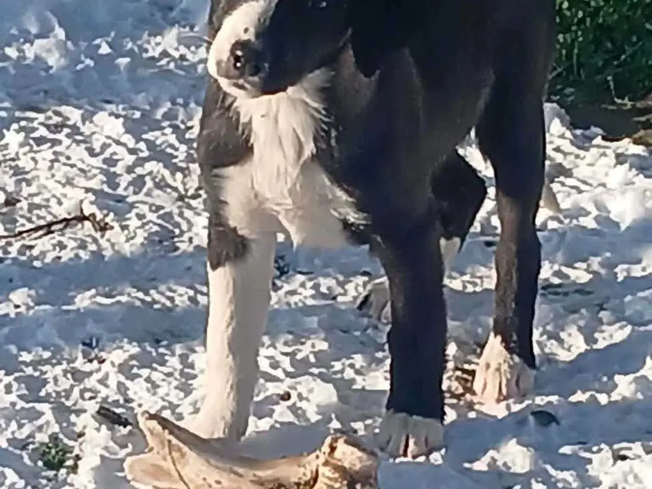 Billede 6 - Skønne Rikke søger sin første familie