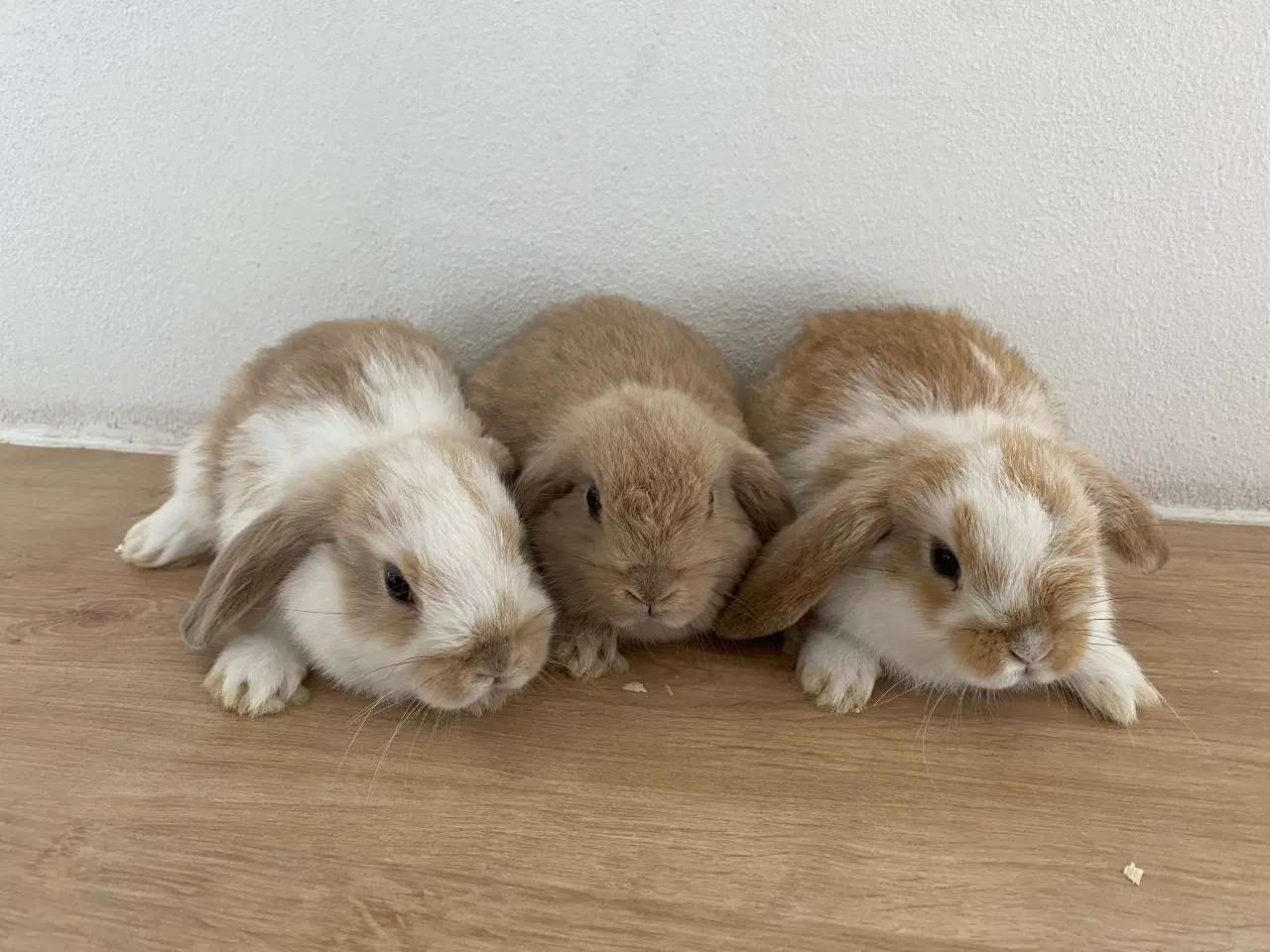 Billede 5 - Minilop & Dværgvædder kaninunger