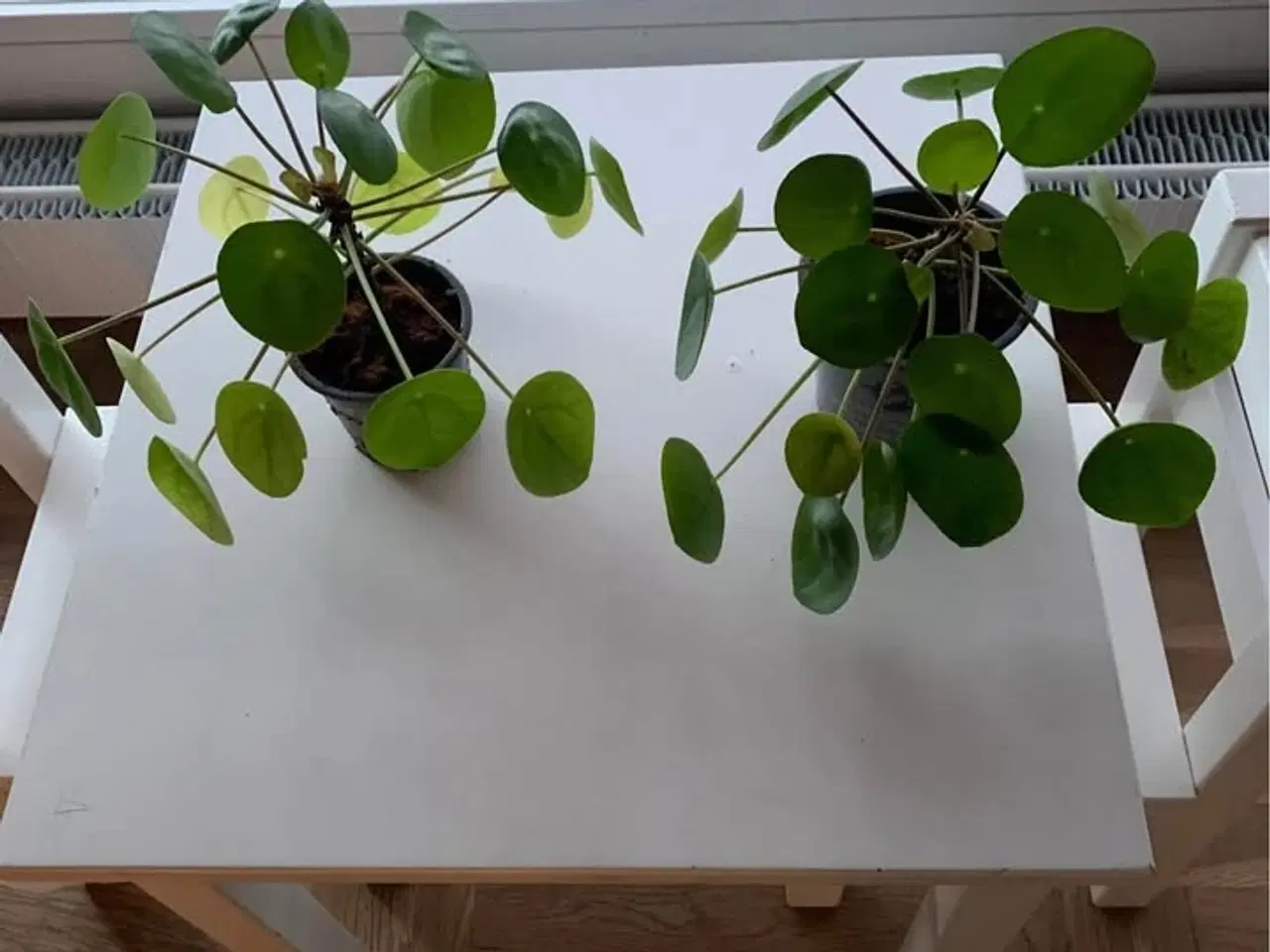 Billede 1 - Pilea stueplanter