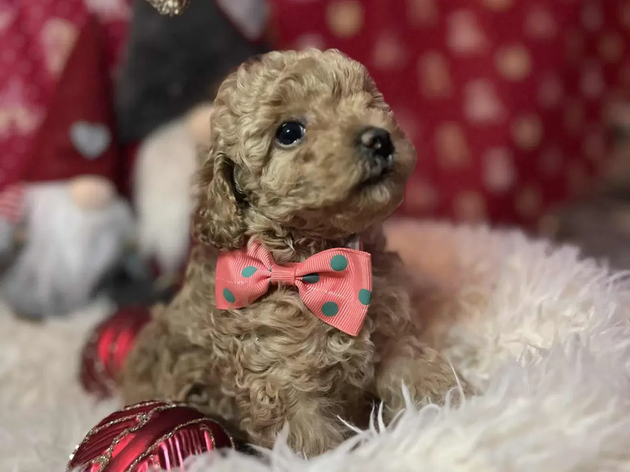 Billede 7 - Toy puddel tæve 