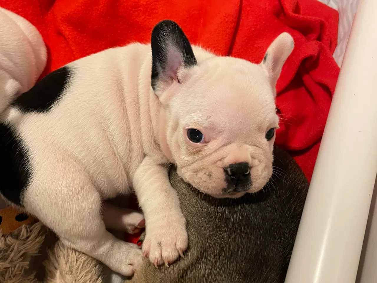 Billede 6 - Fransk bulldog hvalp med stamtavle