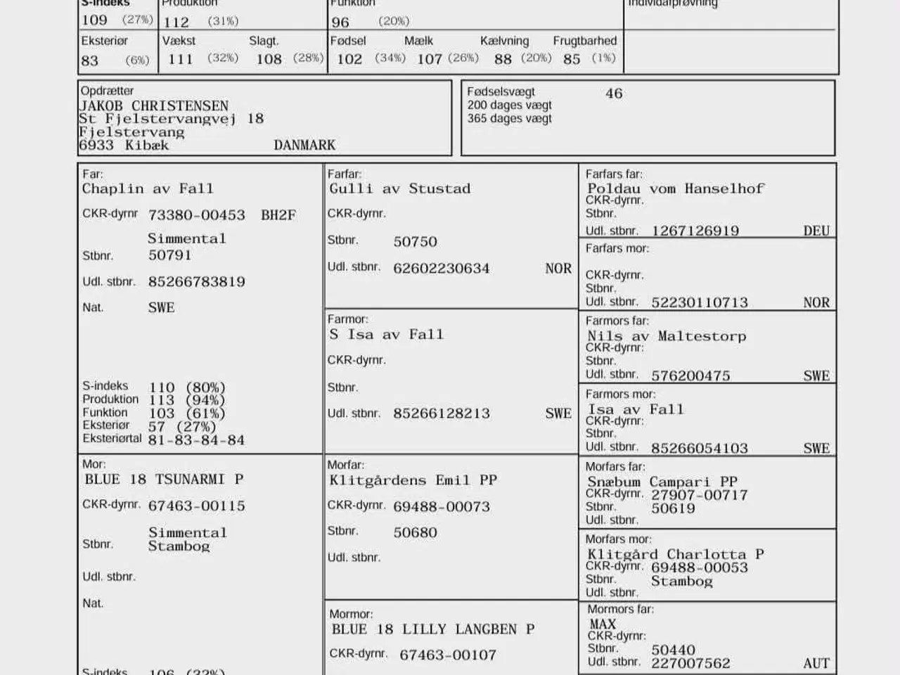Billede 3 - Tyrekalv