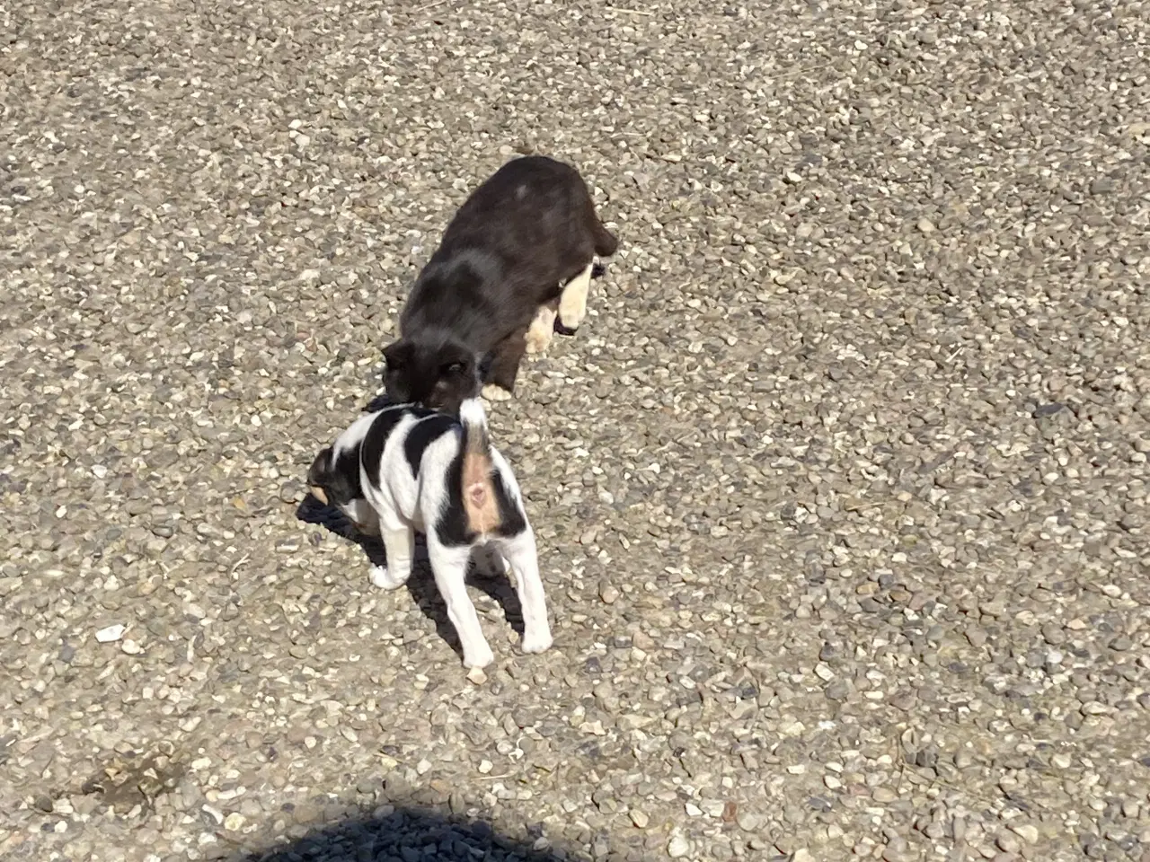 Billede 9 - 2 stk dejlige hanhunde 