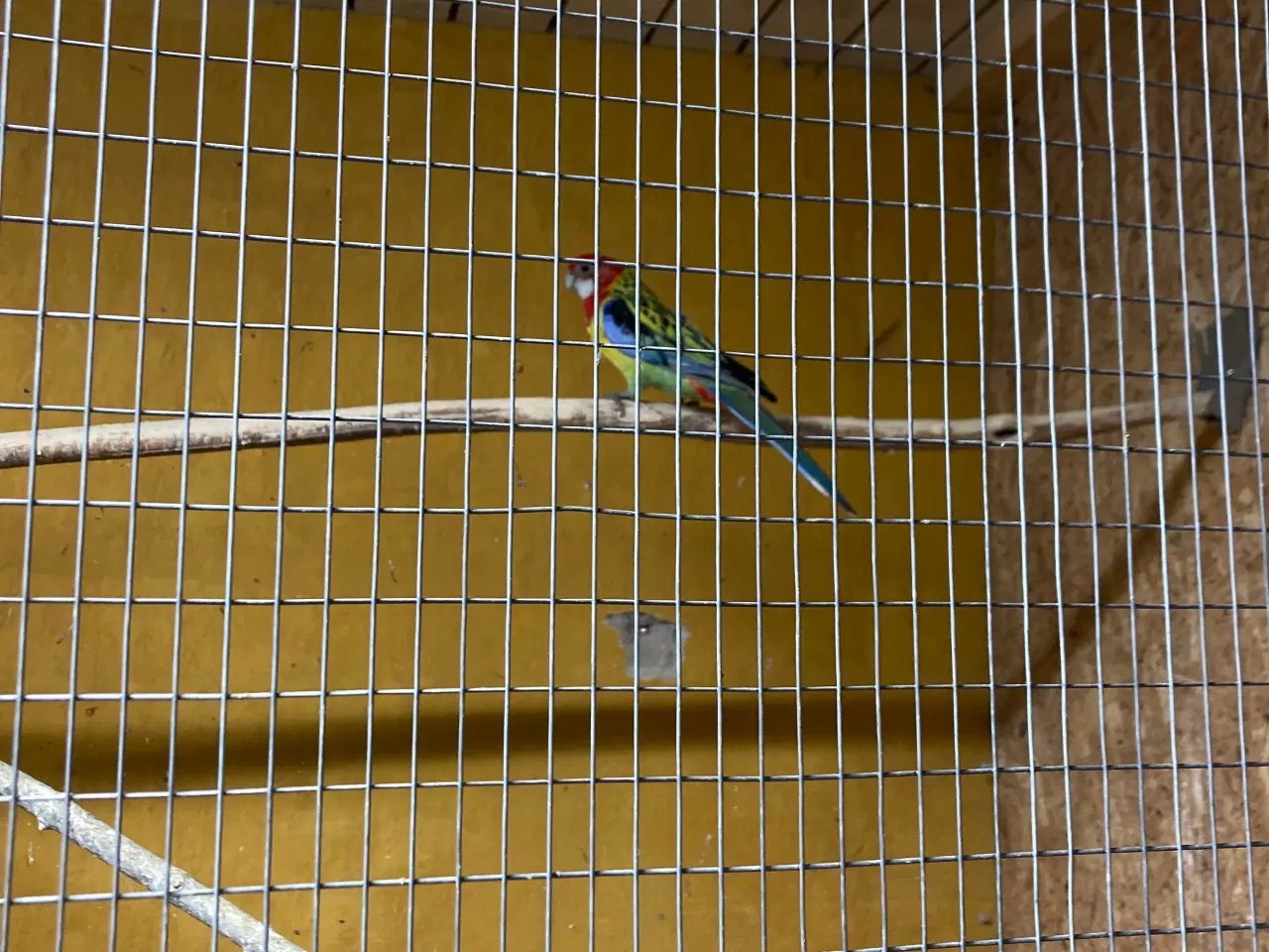 Billede 2 - Et par alm Rosellaer 450kr par