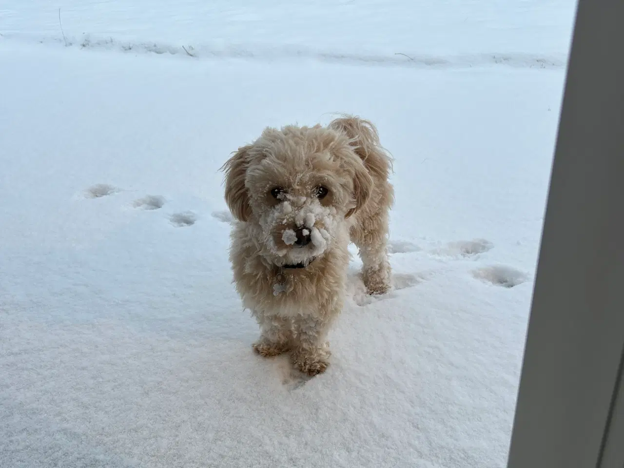 Billede 4 - Maltipoo tilbydes til arv