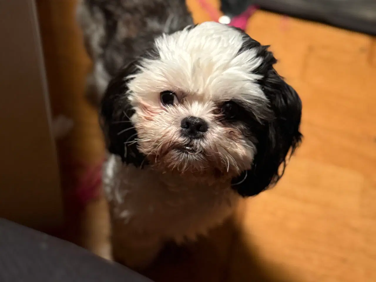 Billede 4 - Shih tzu hvalpe