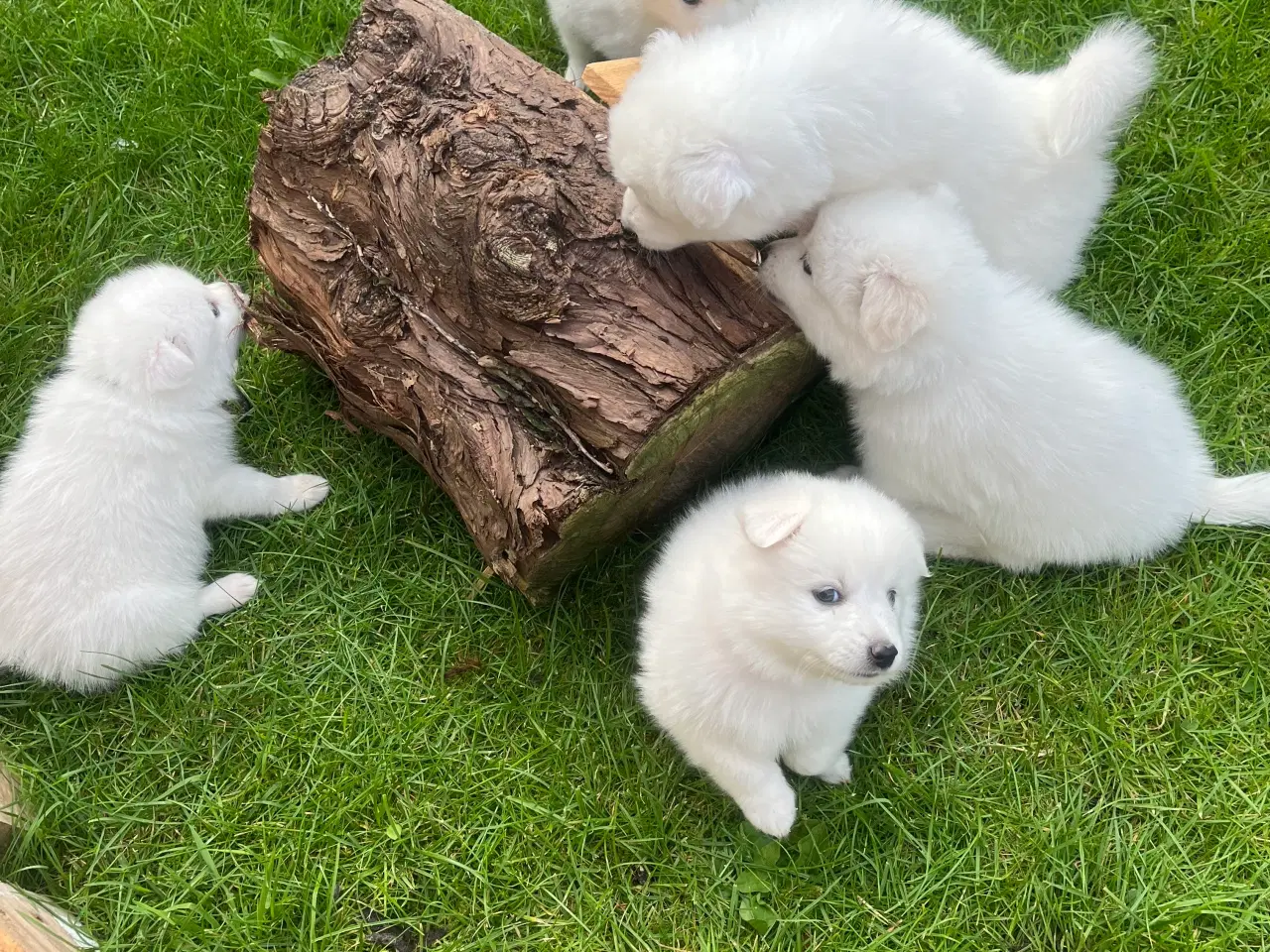 Billede 4 - Hunde hvalpe - Japansk spids