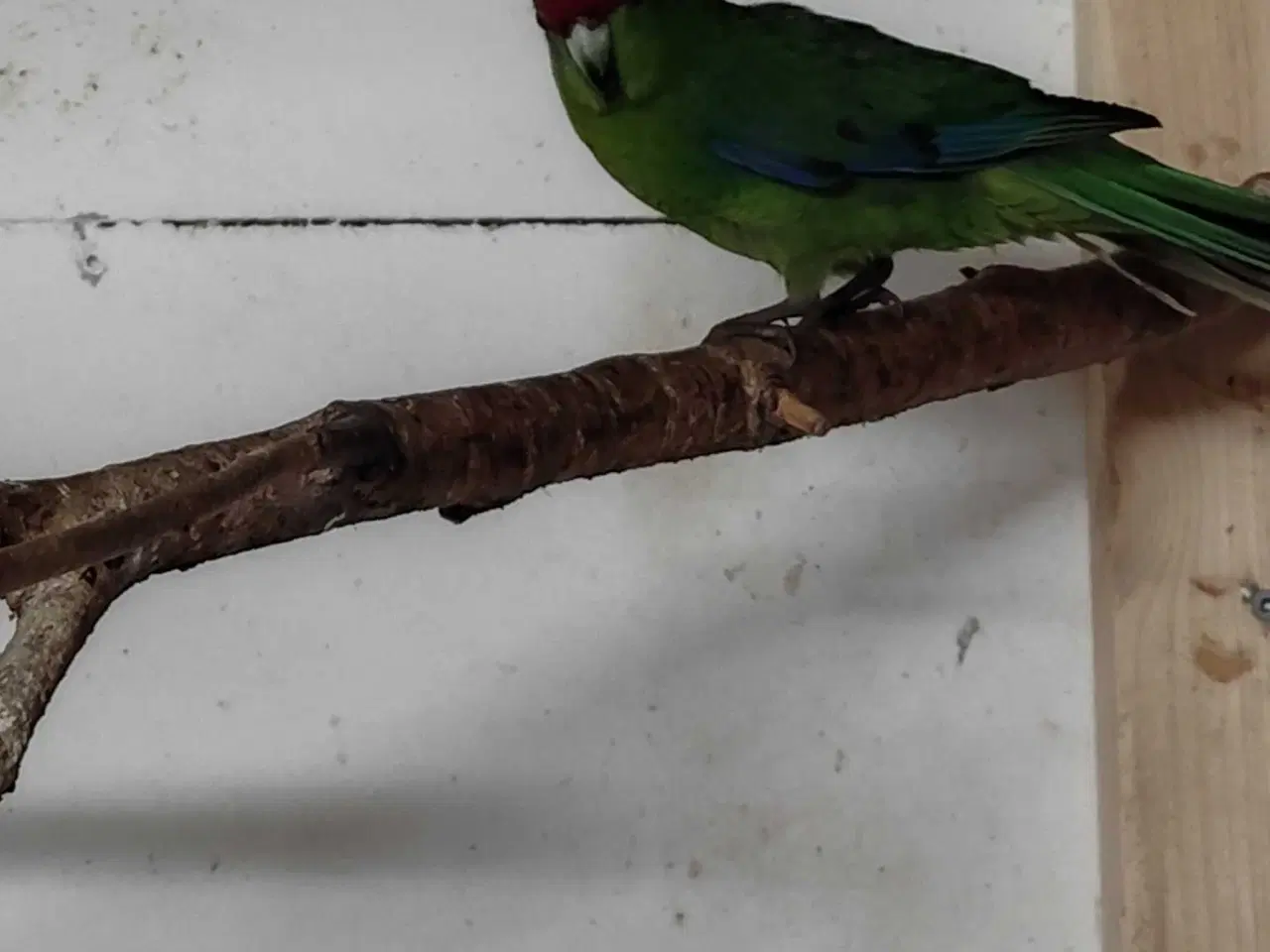 Billede 1 - Gedeparakit 