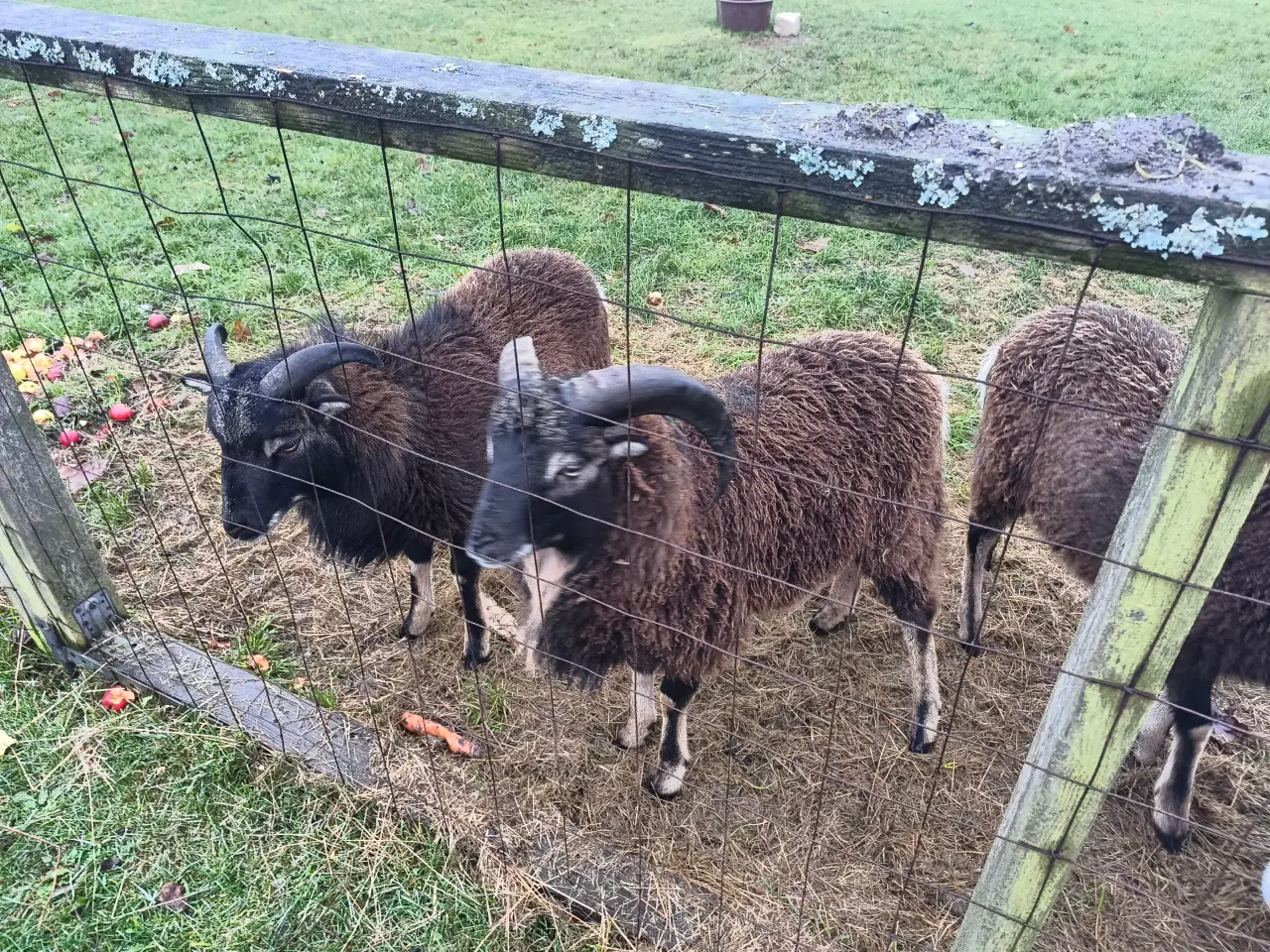 Billede 2 - Ouessant/Mouflon vædder-brødre – 8 mdr – stærke dy